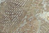Ordovician Graptolite (Araneograptus) Plate - Morocco #126419-3